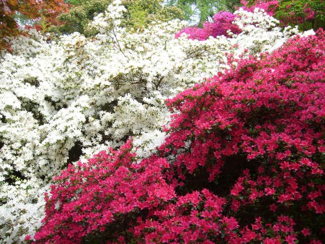 Valley Gardens, Windsor, in bloom
